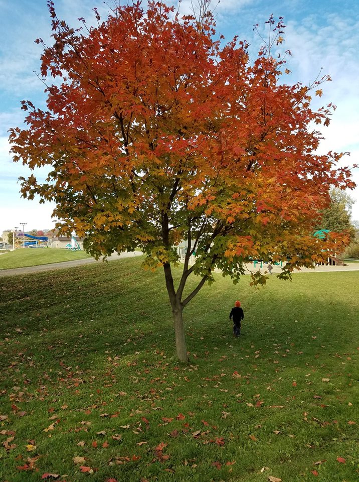 The Ending of a Season - Image 1