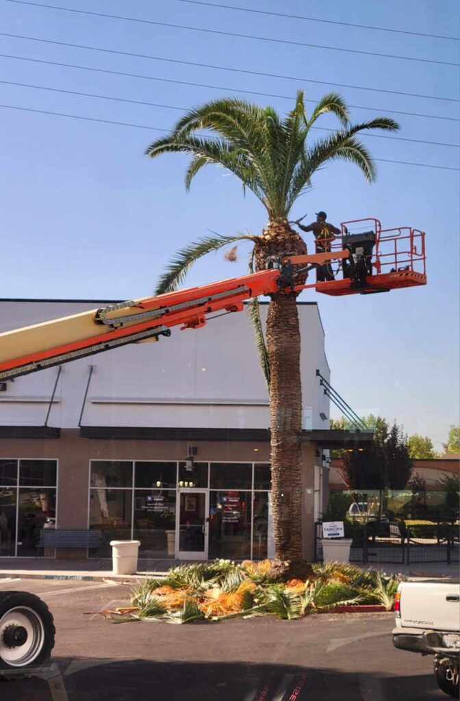 The Tree Trimmer - Image 1